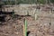 Reforestation and pipes in the ground for the regrowth of pine forest