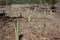 Reforestation and pipes in the ground for the regrowth of pine forest