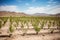 reforestation project in a desert landscape, with the goal of restoring ecosystem balance