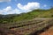 reforestation project, with view of completed projects visible in the background