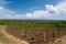 reforestation project, with view of new trees and greenery visible in the distance