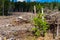 Reforestation and spruce sapling, Mont Pilat, France