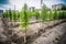 reforestation and tree planting in urban area, bringing greenery to concrete jungle