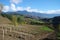 reforested area, with view of nearby mountain range, showing the benefits and value of tree planting