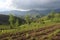 reforested area, with view of nearby mountain range, showing the benefits and value of tree planting