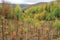 reforested area with young trees, surrounded by natural landscape