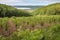 reforested area with young trees, surrounded by natural landscape