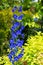 Refreshing blue delphinium flower that blooms in early summer.