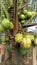 refreshing coconut fruit if you drink it in hot weather