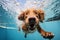 Refreshing Dog swimming pool vacation. Generate Ai