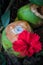 Refreshing green coconut decorated with a red flower in a jungle surrounded by vegetation and trees in the tropical pacific in the