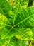 Refreshing Green Leaves with tangy texture. for your design background.