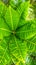 Refreshing Green Leaves with tangy texture. for your design background.