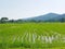 Refreshing green rice field with view of moutain / hills in the North of Thailand