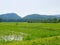 Refreshing green rice field with view of moutain / hills in the North of Thailand