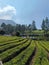 Refreshing Green Tea plants field