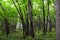 Refreshing green view around nature trail to Furepe waterfall view in Shiretoko National Park, pristine forest in Hokkaido, Japan.