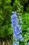 A refreshing light blue delphinium flower that blooms in early summer.