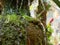 Refreshing natural green moss growing on an old terracotta pot