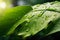 Refreshing Rain on Vibrant Green Foliage.