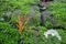 Refreshing scene of small orange plant on rock wall with green fern for background