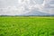 Refreshing scene of verdant rice field at Calauan, Laguna with Mt. Makiling in the background