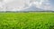 Refreshing scene of verdant rice field at Calauan, Laguna with Mt. Makiling in the background
