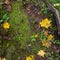 Refreshing scene of yellow maple leafs drop on ground covered by fresh green fern