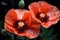 Refreshing shower poppies in serene rainfall, outdoor session images