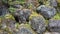 Refreshing small green plants on rock with sunlight for background