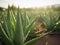 A refreshing take on minimalism photographing the soothing qualities of aloe vera.