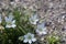 Refreshing white flowers of Stars of Bethlehem, or grass lily