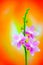 Refreshingly joyful branch of light pink orchids on colorful background