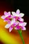 Refreshingly joyful branch of light pink orchids on dark background 