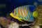 Regal Angelfish, Pygoplites diacanthus, a beautiful saltwater fish