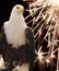 Regal Bald Eagle with Fireworks in Background
