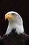 Regal Bald Eagle Portrait