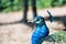 Regal Beauty: Close-Up of an Indian Male Peafowl in the Zoo