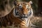 A regal Bengal tiger lounging in a grassy field, with its majestic stripes on display.