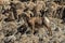 Regal Desert bighorn Sheep Ram