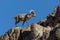 Regal Desert bighorn Sheep Ram