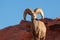Regal Desert Bighorn Sheep Ram