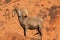 Regal Desert Bighorn Sheep Ram