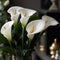 A regal and elegant calla lily with tall, white petals and a delicate, curved shape, generative AI