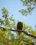 Regal, endangered bald eagle on a tree branch