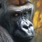 Regal gaze silverback gorillas close up, eyes making powerful contact