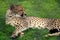 Regal image of gorgeous cheetah reclining on green grass behind metal enclosure of den in zoo