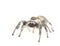 Regal Jumping Spider on white