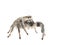 Regal Jumping Spider on white