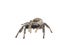 Regal Jumping Spider on white